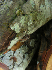 Prosopocera luteomarmorata