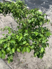 Hippomane mancinella