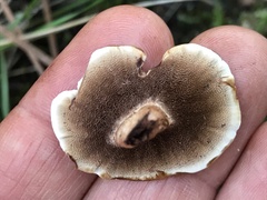 Hydnellum concrescens