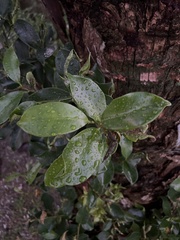 Ficus microcarpa