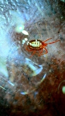 Balaustium