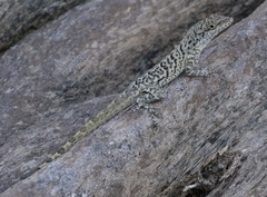 Anolis bonairensis