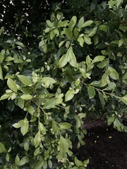 Malpighia emarginata