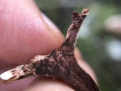 Hydnellum concrescens