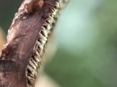 Hydnellum concrescens