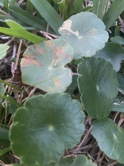 Hydrocotyle verticillata
