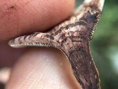 Hydnellum concrescens