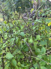 Stachytarpheta cayennensis