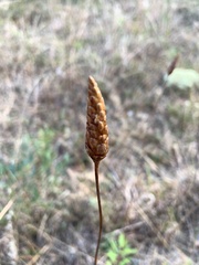 Xyris caroliniana