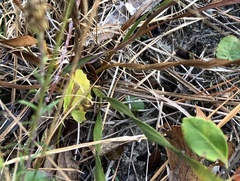 Xyris caroliniana