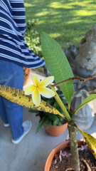 Plumeria