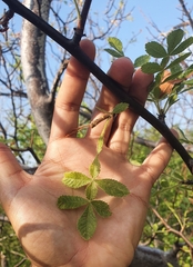 Bursera coyucensis
