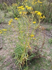 Senecioninae