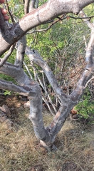 Bursera coyucensis