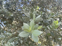 Conocarpus