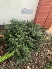 Quadrella jamaicensis