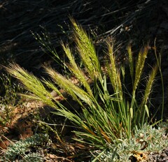 Elymus elymoides