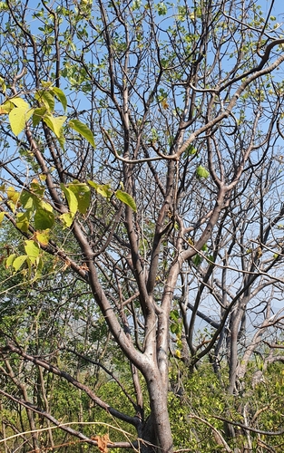Bursera infernidialis Guevara & Rzed.