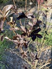 Jatropha gossypiifolia