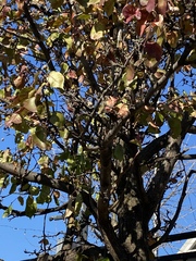 Malus prunifolia