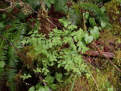 Vaccinium ovalifolium