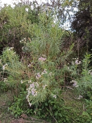 Campovassouria cruciata