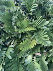 Zamia