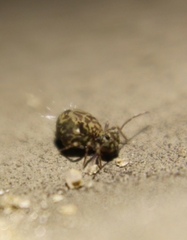 Ptenothrix