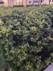Cordia sebestena
