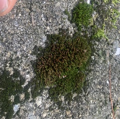 Schistidium apocarpum