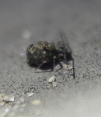 Ptenothrix