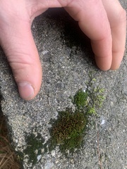 Schistidium apocarpum