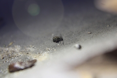Ptenothrix