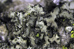 Phaeophyscia kairamoi