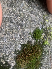 Schistidium apocarpum