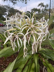 Crinum