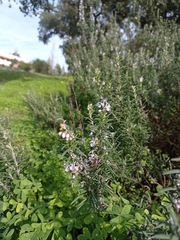 Salvia rosmarinus