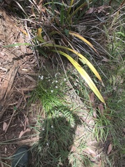 Asparagales