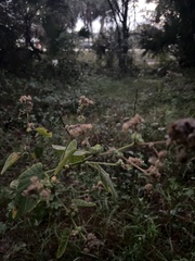 Malvaceae
