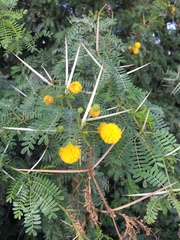 Vachellia karroo
