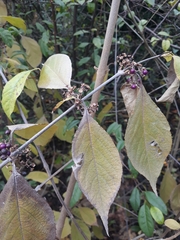 Callicarpa