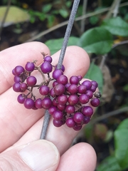 Callicarpa