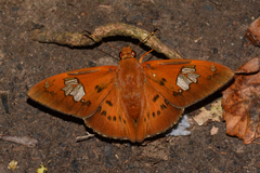 Euriphellus euribates