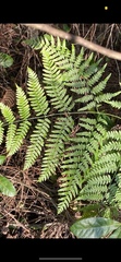 Pteridium