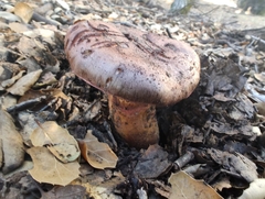 Chroogomphus vinicolor