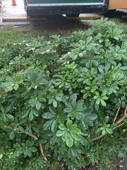 Heptapleurum arboricola