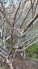 Bursera crenata