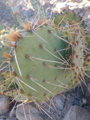 Opuntia phaeacantha