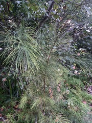 Casuarina equisetifolia