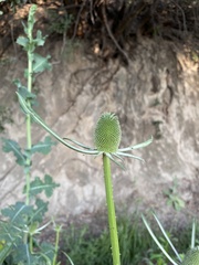 Dipsacus sativus
